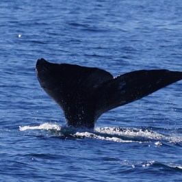 a whale jumping out of the water