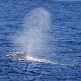 a whale jumping out of the water