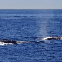 a whale jumping out of the water