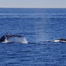 a whale swimming in a body of water