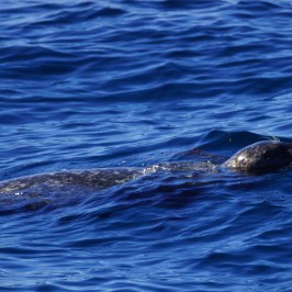 an animal swimming in the water