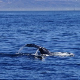 a whale swimming in a body of water