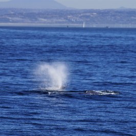 a whale on a lake next to a body of water