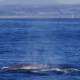 a whale swimming in a body of water with a mountain in the background