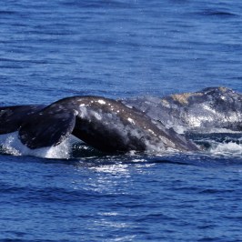 a whale swimming under water