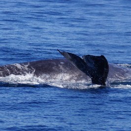 a whale jumping out of the water