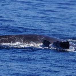 a whale jumping out of the water