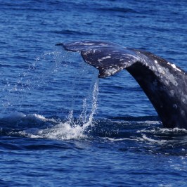 a whale jumping out of the water