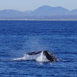 a whale jumping out of a body of water
