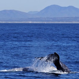a whale swimming in a body of water