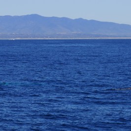 a whale jumping out of a body of water