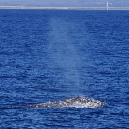 a whale jumping out of the water