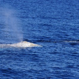 a whale jumping out of the water