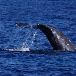 a whale swimming under water