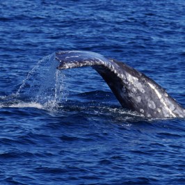 a whale jumping out of the water