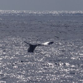 a whale jumping out of the water