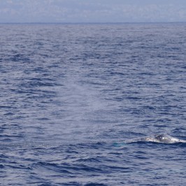 a whale jumping out of the water
