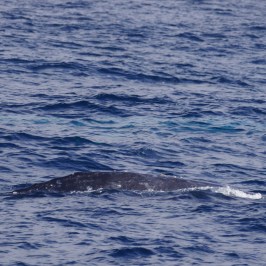 a man riding a wave on top of a body of water