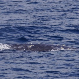 a whale jumping out of the water