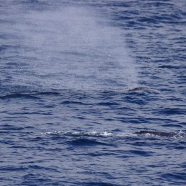 a large body of water