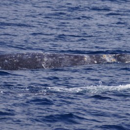 a whale jumping out of the water