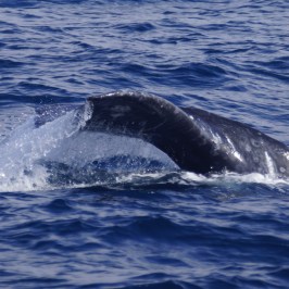a whale jumping out of the water