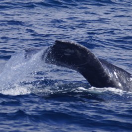 a whale jumping out of the water