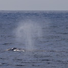 a whale jumping out of the water