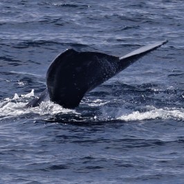a whale jumping out of the water