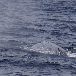 a whale jumping out of the water