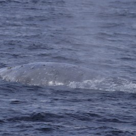 a whale jumping out of the water