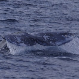 a whale jumping out of the water