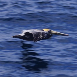 a bird flying over a body of water