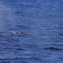 a person riding a wave on a surfboard in the water