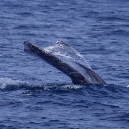 a whale jumping out of the water