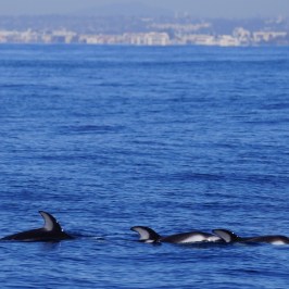 a bird swimming in water next to a body of water
