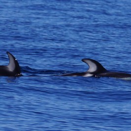 a dolphin swimming in a body of water