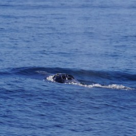 a whale swimming in a body of water