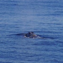 a whale swimming in a body of water
