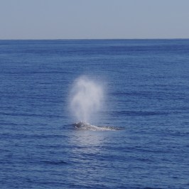 a whale jumping out of the water
