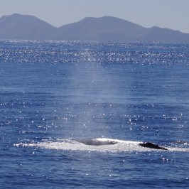 a whale jumping out of the water