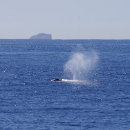 a whale jumping out of the water