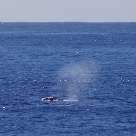a whale jumping out of the water