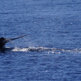 a whale jumping out of the water