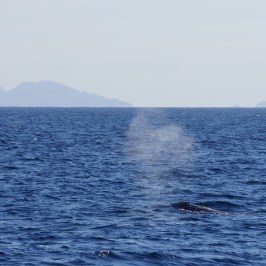 a large body of water