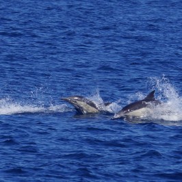 Common Dolphin