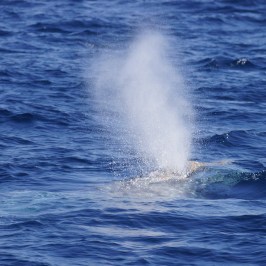 Gray Whale