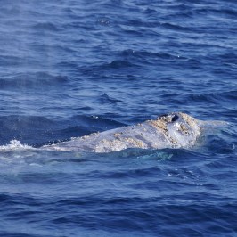 Gray Whale