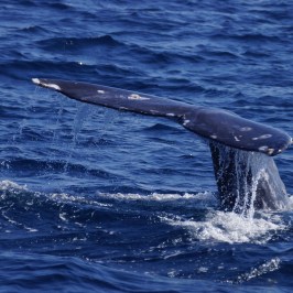 Gray Whale Tail