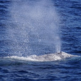 Gray Whale